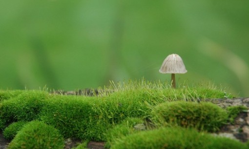 空气中负离子含量:空气质量新指标